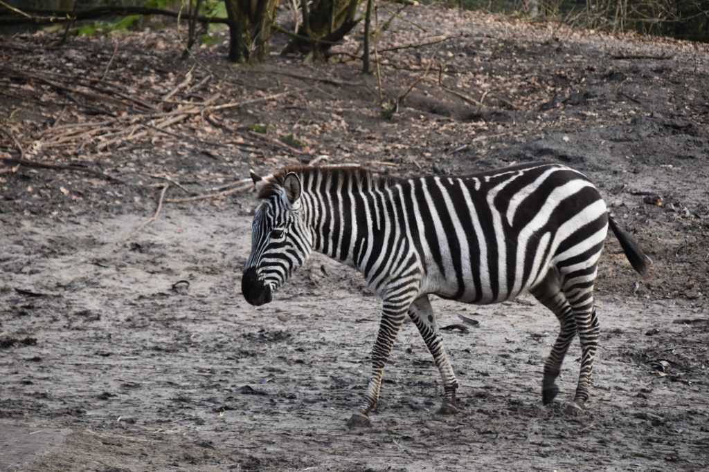 Grant zebra Steppenzebra